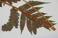 生芽狗脊蕨、頂芽狗脊蕨藏品圖，第3張