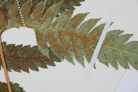 生芽狗脊蕨、頂芽狗脊蕨藏品圖，第4張