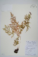 登錄號:P010805藏品圖，第1張