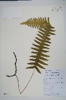 日本水龍骨藏品圖，第1張