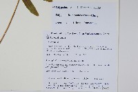 日本水龍骨藏品圖，第2張