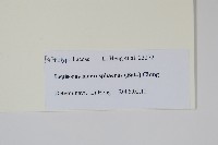 大瓦葦藏品圖，第2張