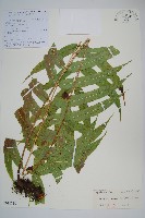 披針新月蕨藏品圖，第1張