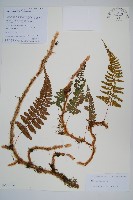 登錄號:P010812藏品圖，第1張