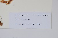 登錄號:P010812藏品圖，第2張