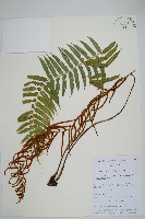 登錄號:P010813藏品圖，第1張