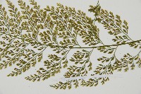 雨蕨藏品圖，第3張