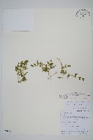 疏葉卷柏藏品圖，第1張