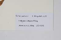 登錄號:P010818藏品圖，第2張