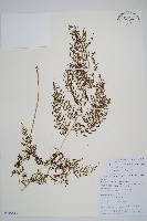 雨蕨藏品圖，第1張