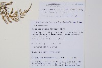 雨蕨藏品圖，第2張