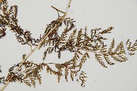 雨蕨藏品圖，第3張