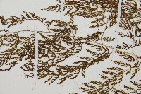 雨蕨藏品圖，第4張