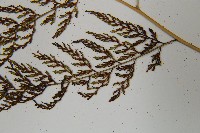 雨蕨藏品圖，第5張