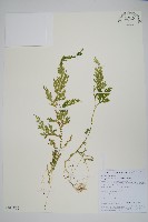 密葉卷柏藏品圖，第1張