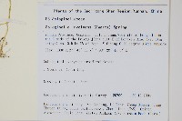 密葉卷柏藏品圖，第2張