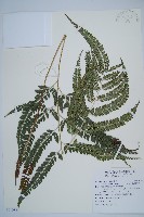 斜方複葉耳蕨藏品圖，第1張