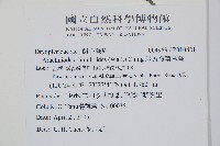 斜方複葉耳蕨藏品圖，第2張