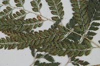 斜方複葉耳蕨藏品圖，第3張