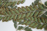 斜方複葉耳蕨藏品圖，第4張