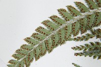 斜方複葉耳蕨藏品圖，第5張