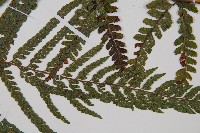 粗毛鱗蓋蕨藏品圖，第3張