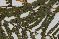 粗毛鱗蓋蕨藏品圖，第4張