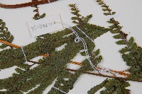 粗毛鱗蓋蕨藏品圖，第5張