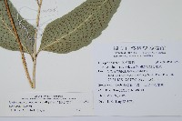 細齒貫眾蕨藏品圖，第2張