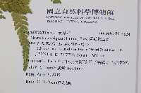 粗毛鱗蓋蕨藏品圖，第2張