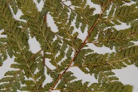 粗毛鱗蓋蕨藏品圖，第3張