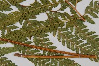 粗毛鱗蓋蕨藏品圖，第4張