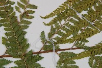 粗毛鱗蓋蕨藏品圖，第5張