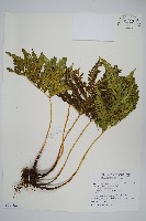 傅氏鳳尾蕨藏品圖，第1張