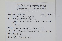 傅氏鳳尾蕨藏品圖，第2張