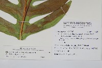 海岸星蕨藏品圖，第2張