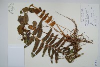 長葉腎蕨藏品圖，第1張