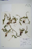 鳳尾蕨藏品圖，第1張