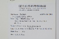 鳳尾蕨藏品圖，第2張