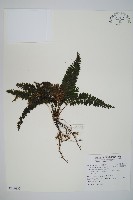 菲律賓厚葉蕨藏品圖，第1張