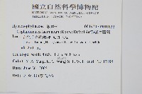 菲律賓厚葉蕨藏品圖，第2張