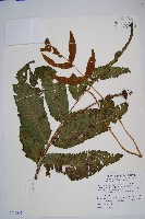 尾葉實蕨藏品圖，第1張