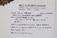 尾葉實蕨藏品圖，第2張