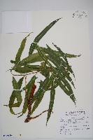 羅蔓藤蕨藏品圖，第1張