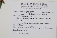 羅蔓藤蕨藏品圖，第2張