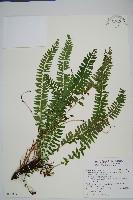 攀緣陵齒蕨、攀緣鱗始蕨藏品圖，第1張