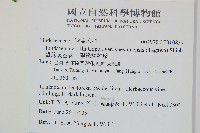 攀緣陵齒蕨、攀緣鱗始蕨藏品圖，第2張