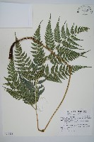 小葉複葉耳蕨藏品圖，第1張