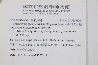 小葉複葉耳蕨藏品圖，第2張