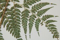 小葉複葉耳蕨藏品圖，第3張